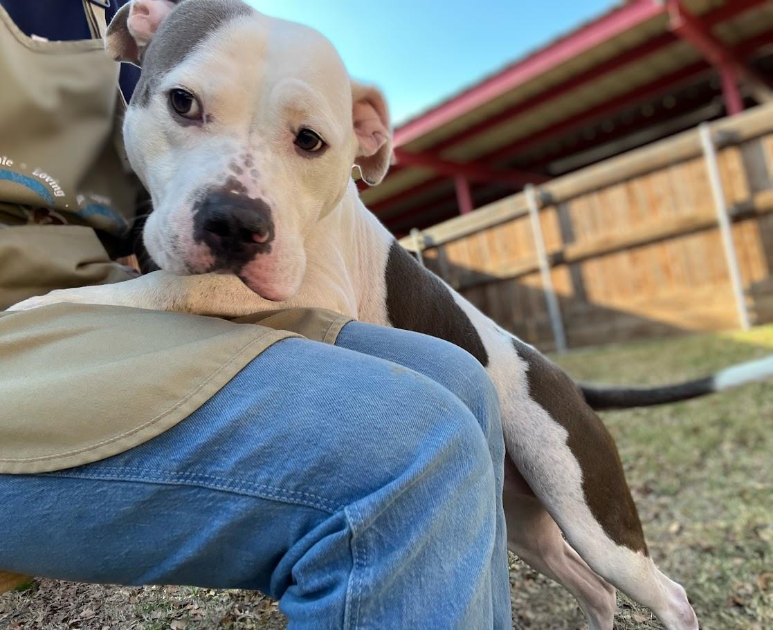 Enlarge Duchess* A214592, a Adoptable mixed breed in Plano, TX image 5/6