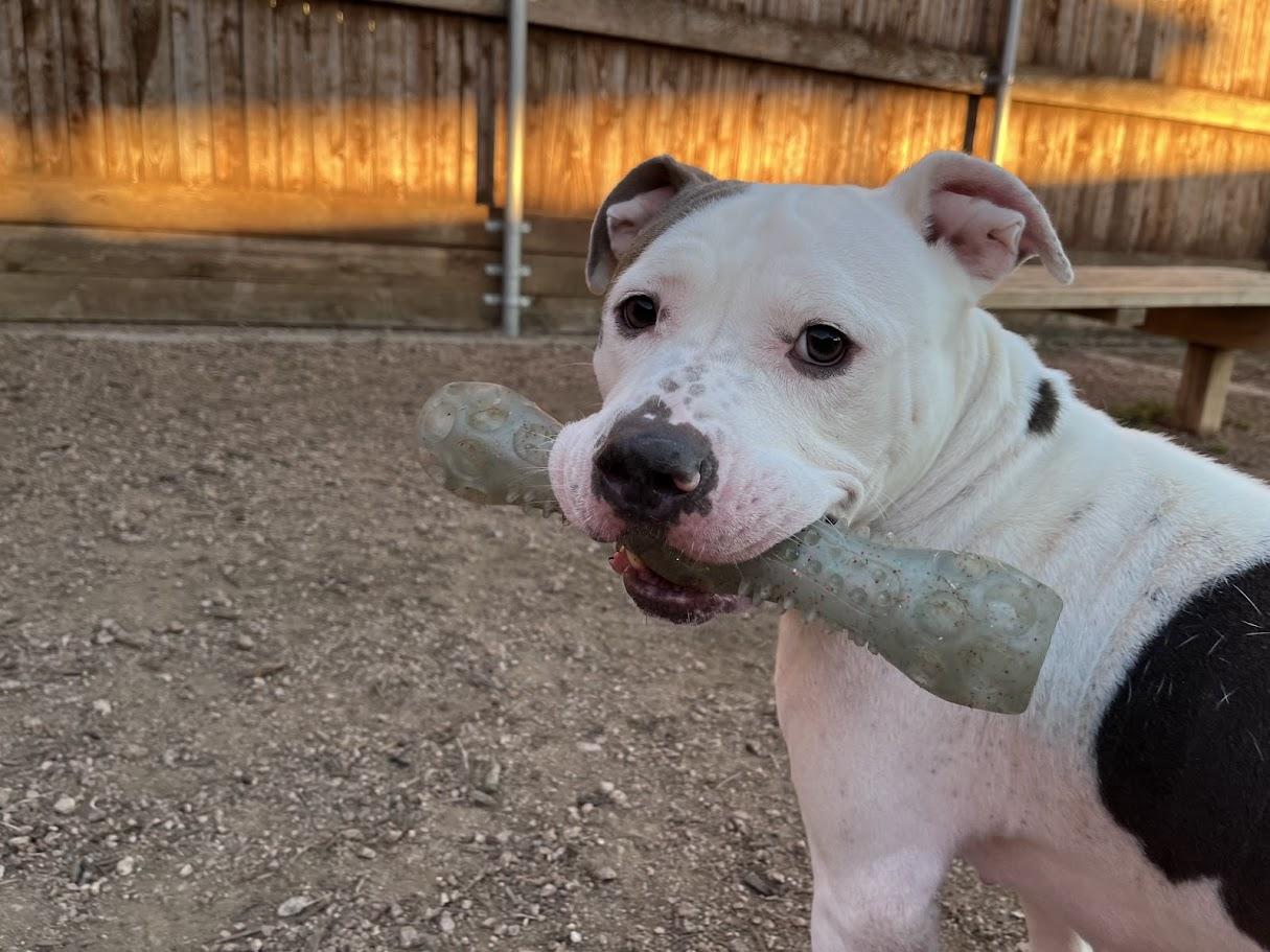 Enlarge Duchess* A214592, a Adoptable mixed breed in Plano, TX image 1/6