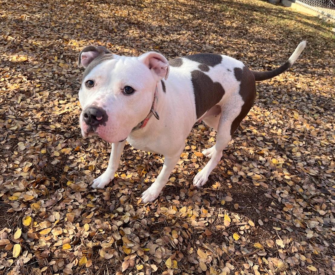 Enlarge Duchess* A214592, a Adoptable mixed breed in Plano, TX image 3/6