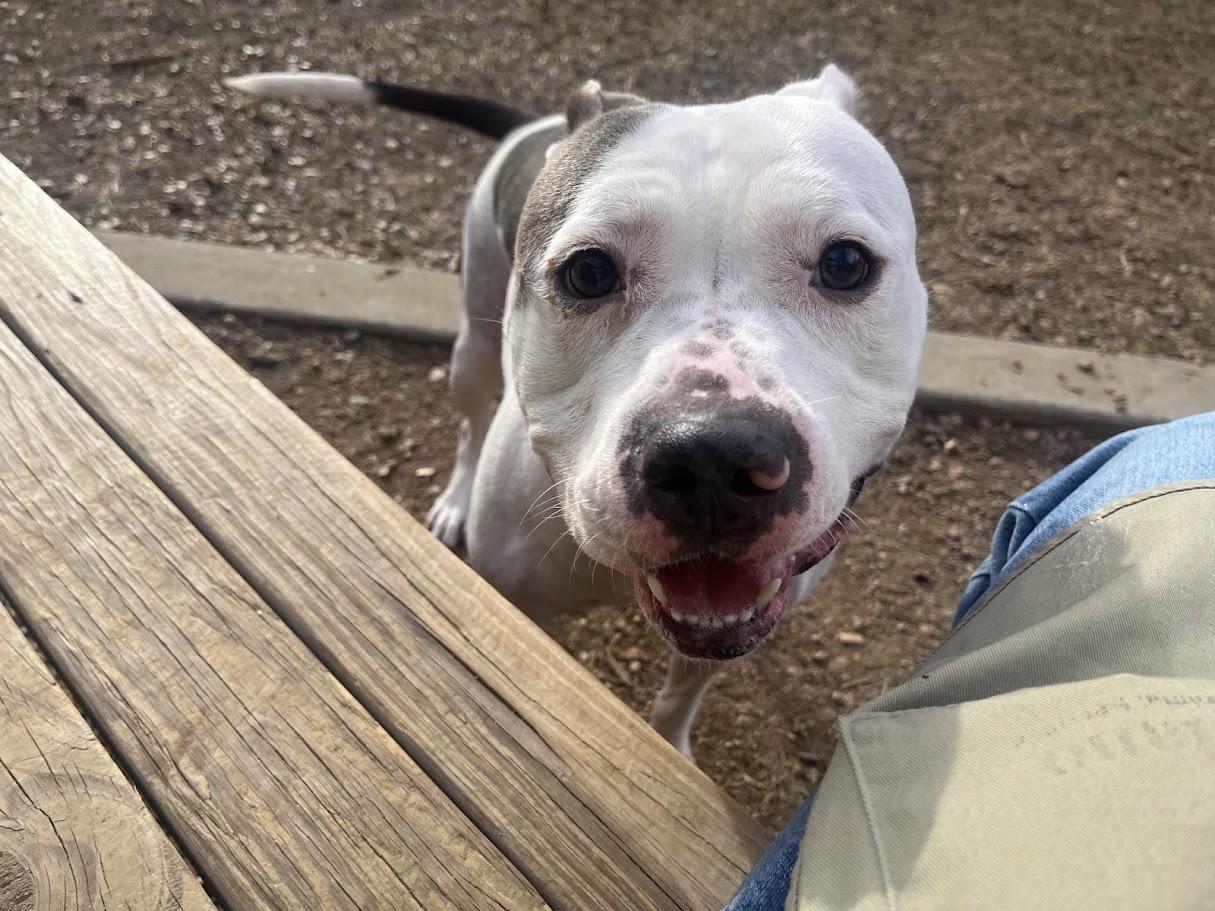 Enlarge Duchess* A214592, a Adoptable mixed breed in Plano, TX image 6/6