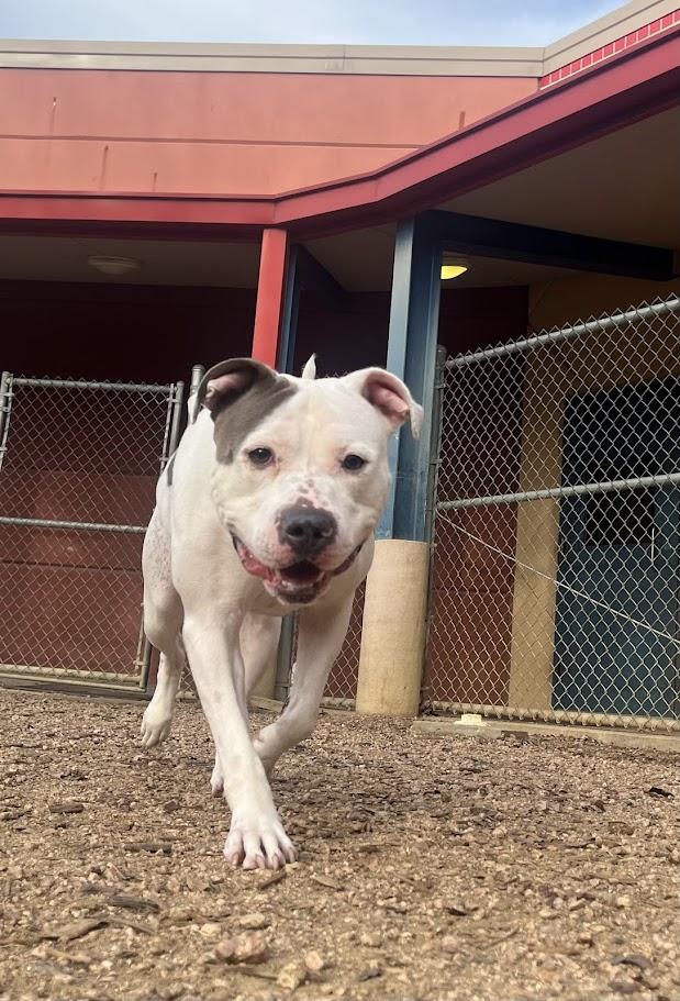 Enlarge Duchess* A214592, a Adoptable mixed breed in Plano, TX image 2/6