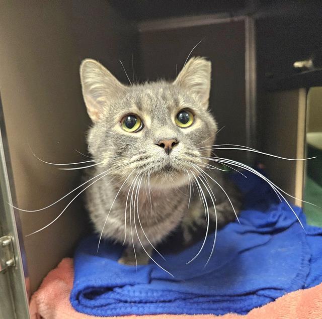 Enlarge JAFFY, a Adoptable Domestic Short Hair in Clyde, NC image 1/1