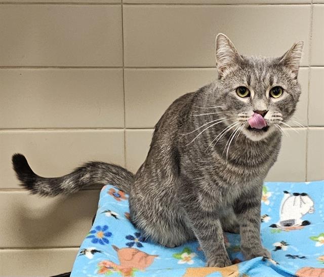 JAFFY, Adoptable, Adult Male Domestic Short Hair.