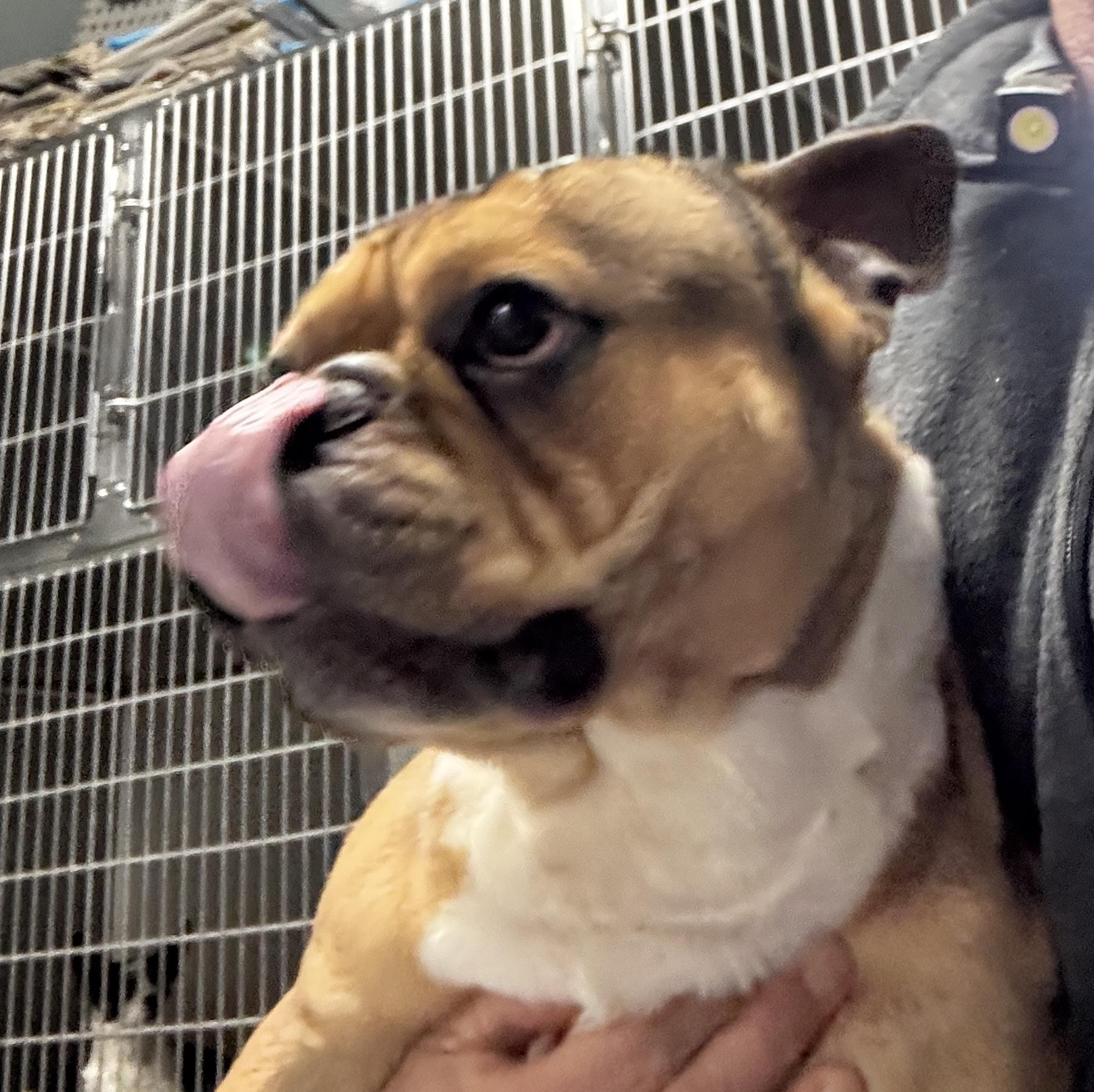 Enlarge Max, an adopted French Bulldog in Rogersville, TN image 5/6