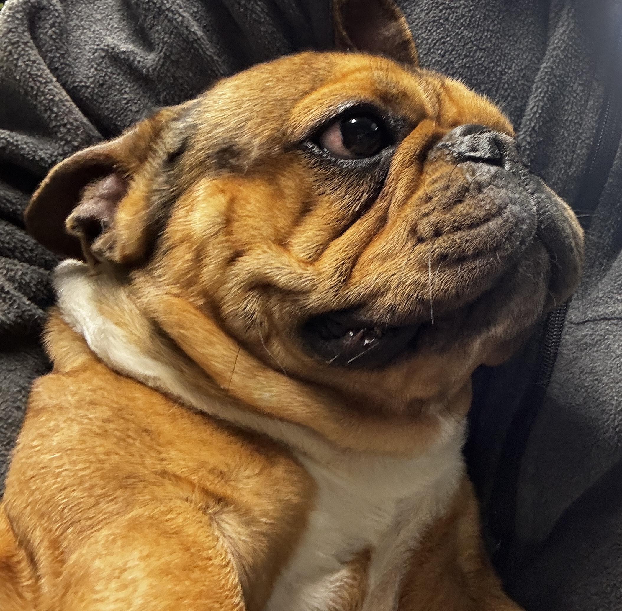 Enlarge Max, an adopted French Bulldog in Rogersville, TN image 6/6