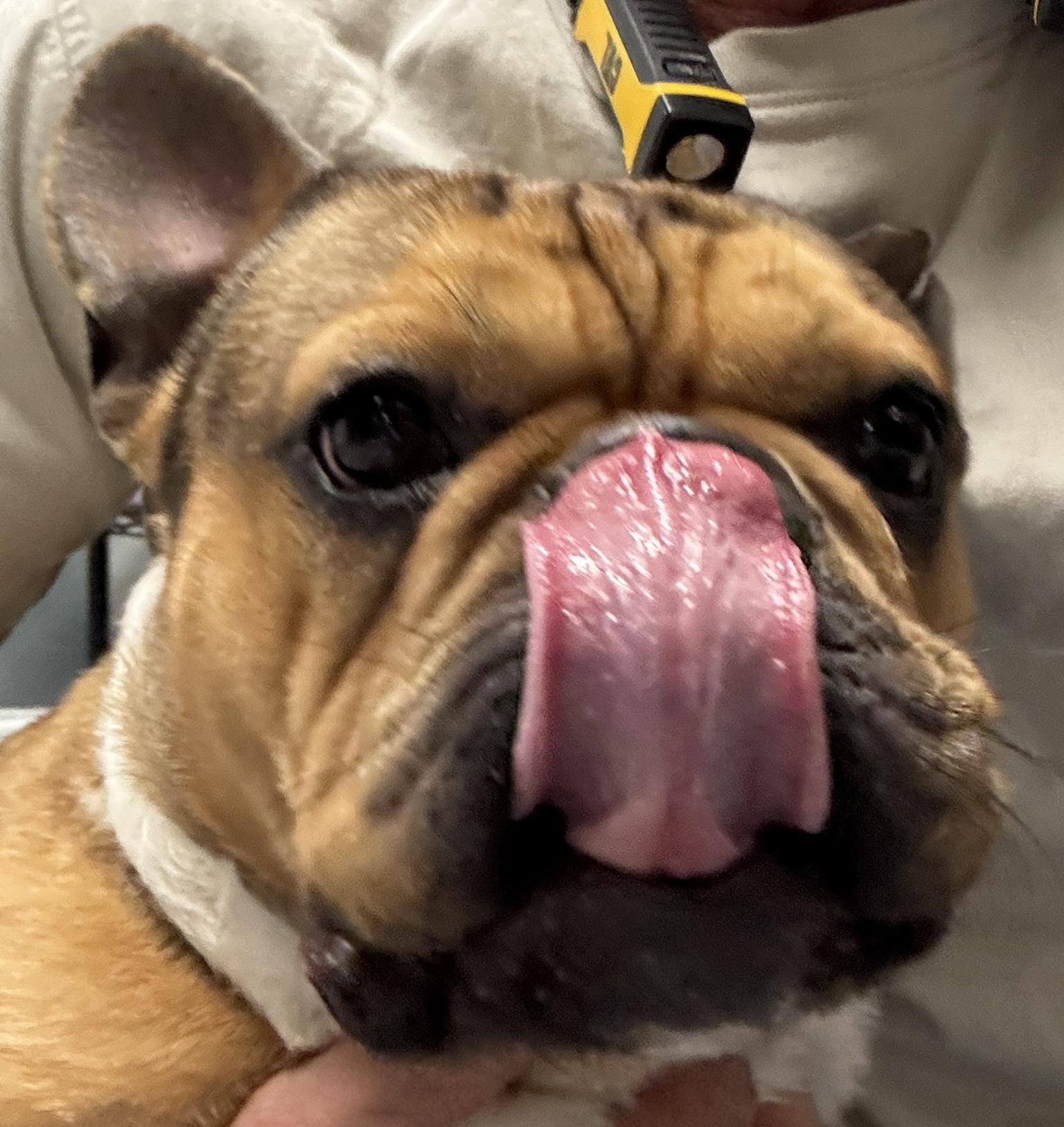 Enlarge Max, an adopted French Bulldog in Rogersville, TN image 3/6