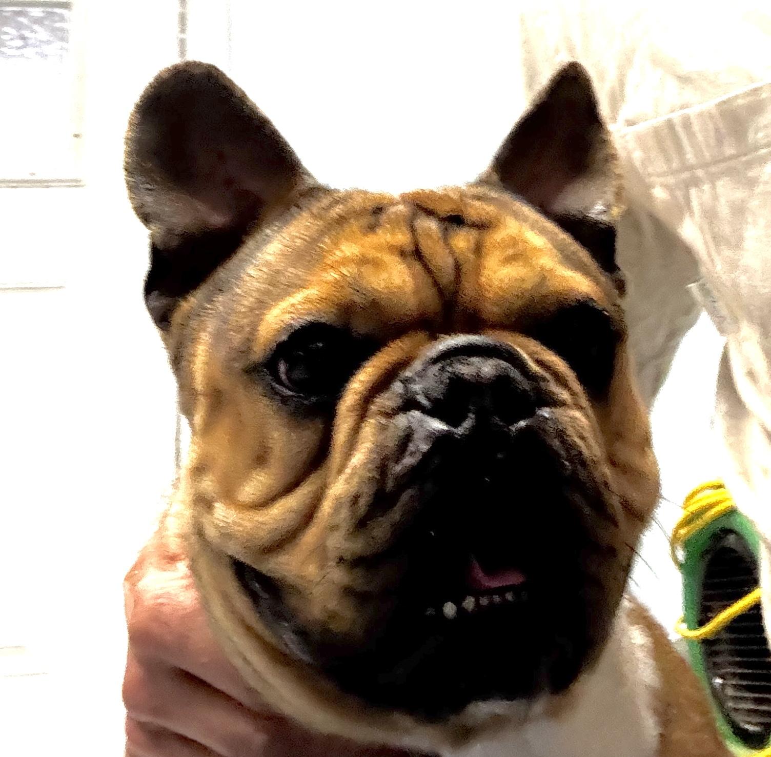 Max, adopted, Adult Male French Bulldog.