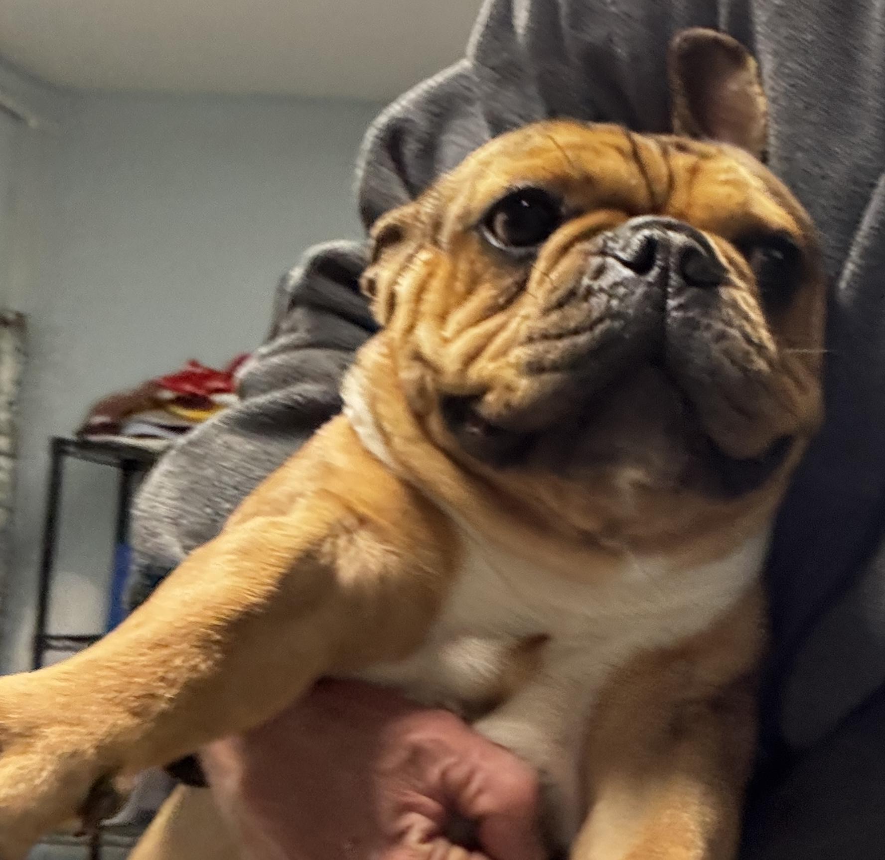 Enlarge Max, an adopted French Bulldog in Rogersville, TN image 4/6