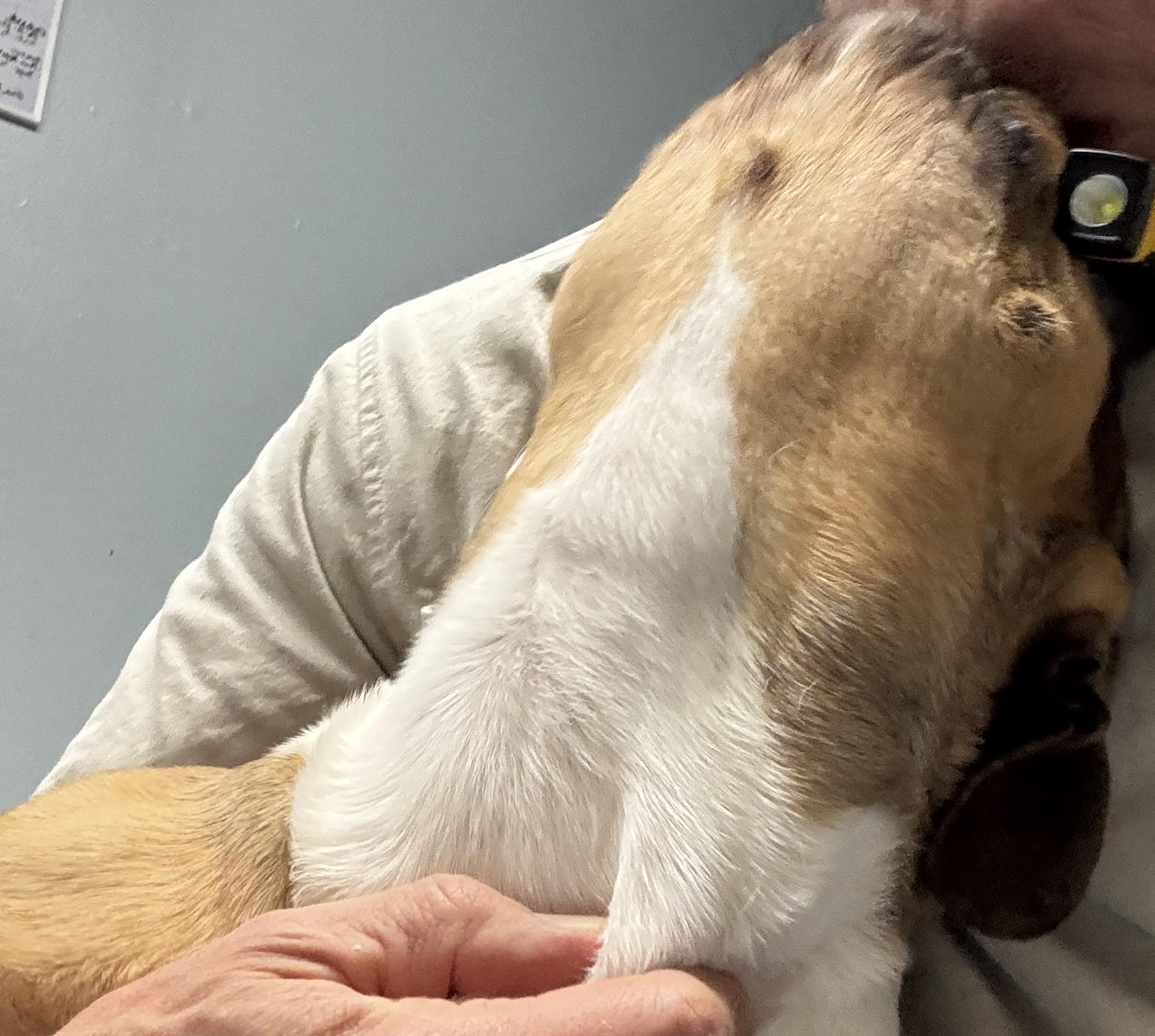 Enlarge Max, an adopted French Bulldog in Rogersville, TN image 2/6