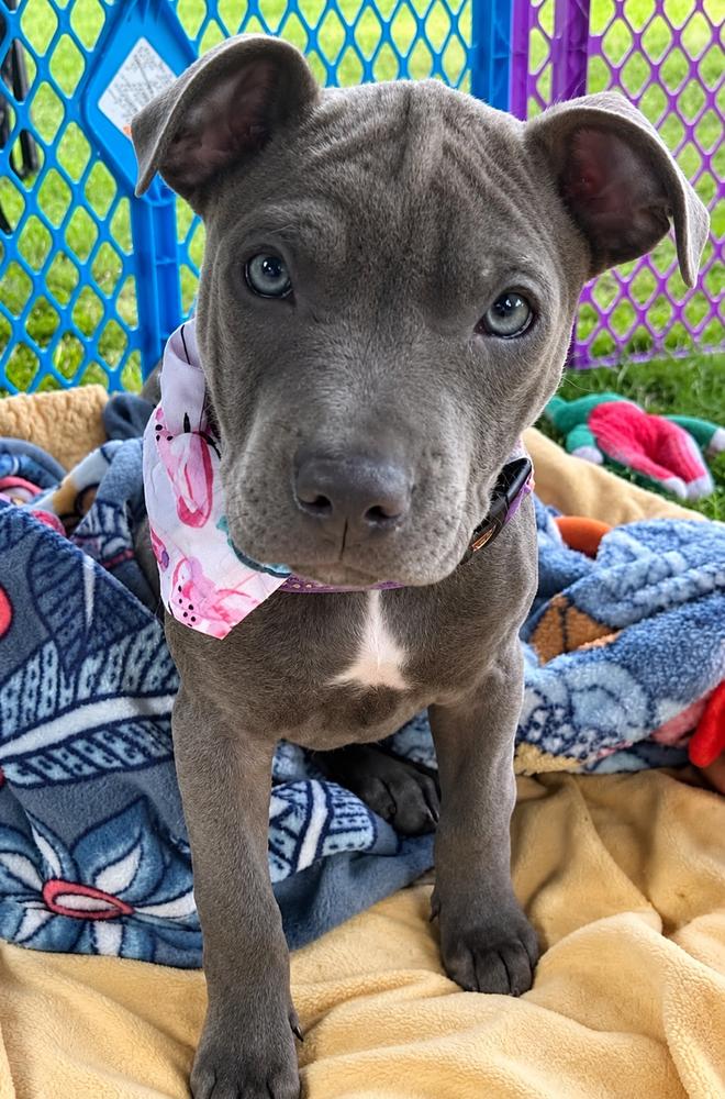 Phoenix (Marvel 7), Adoptable, Puppy Female Pit Bull Terrier & Mixed Breed.