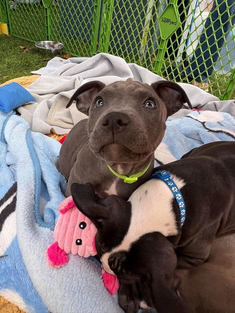Enlarge Phoenix (Marvel 7), a Adoptable mixed breed in Wenonah, NJ image 2/3