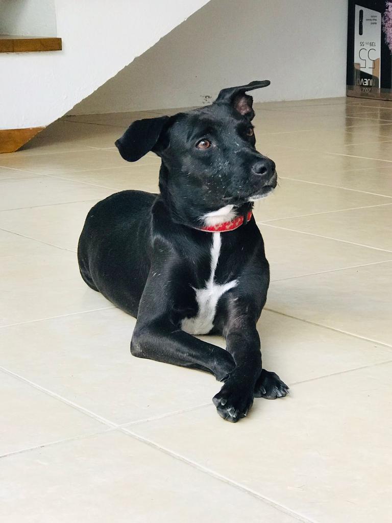 Piper