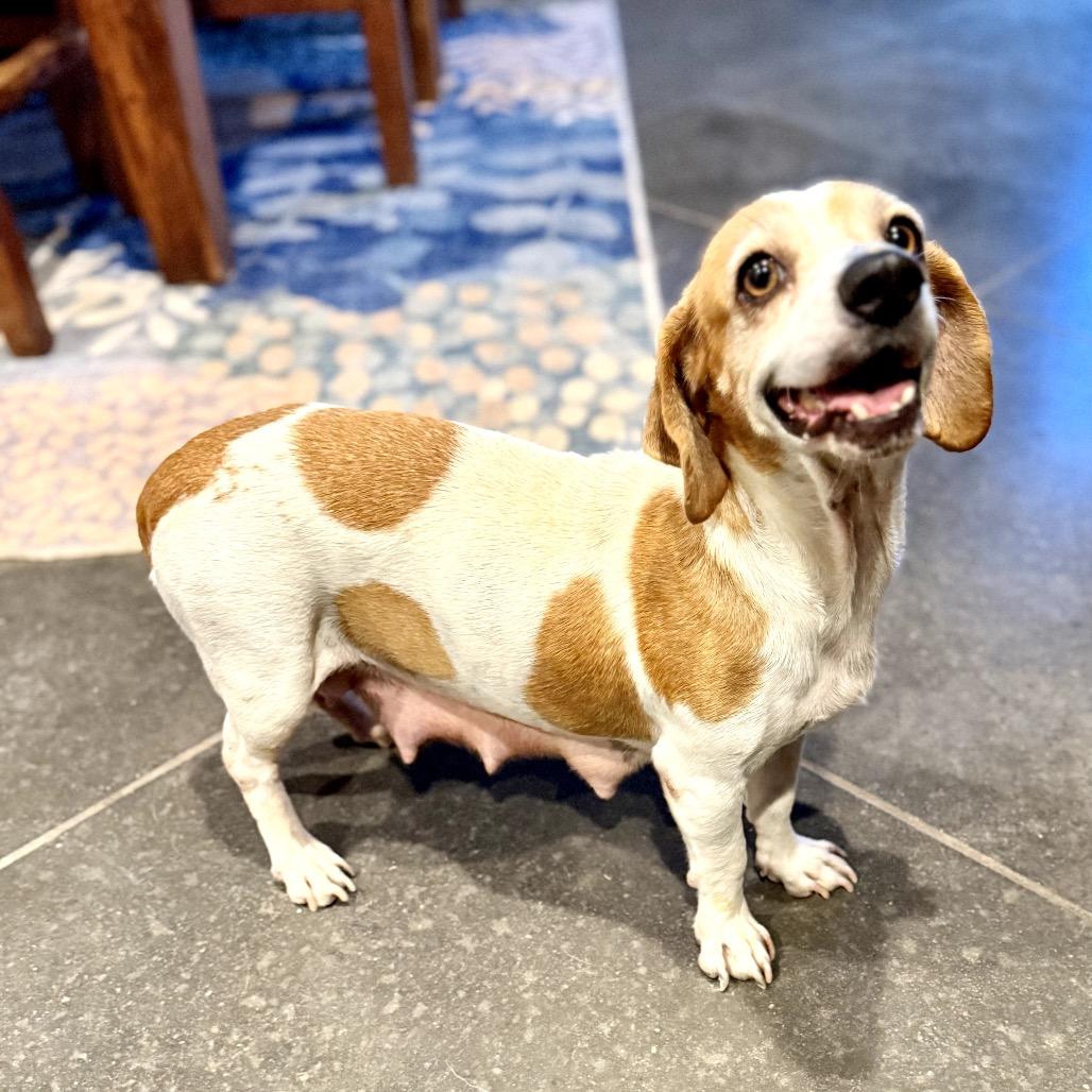 Cookie, Adoptable, Adult Female Beagle.