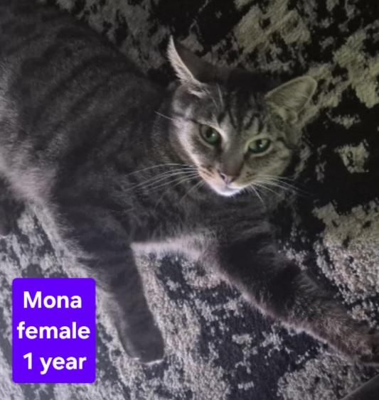 Mona, Adoptable, Adult Female Domestic Short Hair.
