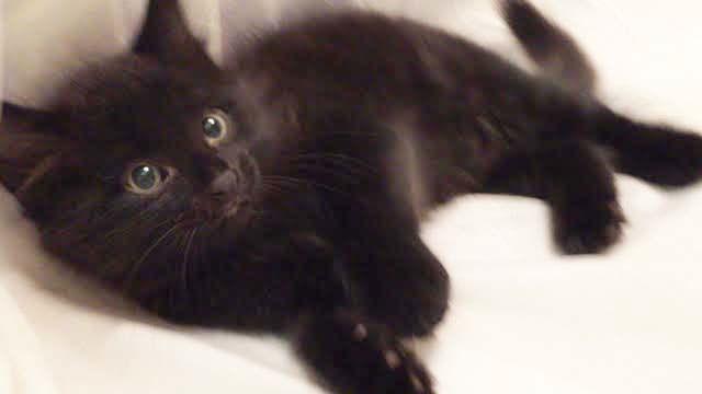 Enlarge Bear - Adopt With My Best Playmate Tas!, a Adoptable mixed breed in Newport Beach, CA image 1/1