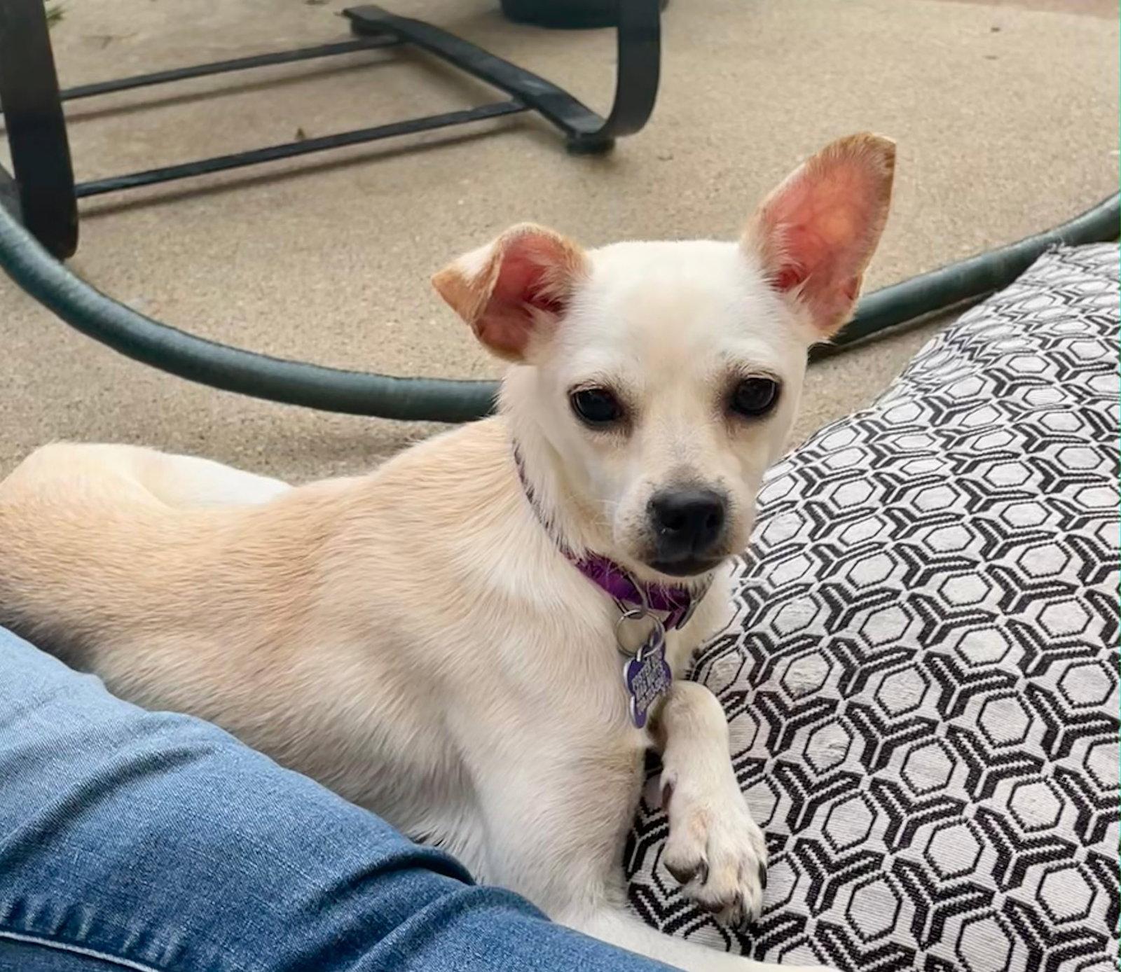 Enlarge Lilee, a Adoptable Chihuahua in Hillside, IL image 1/3
