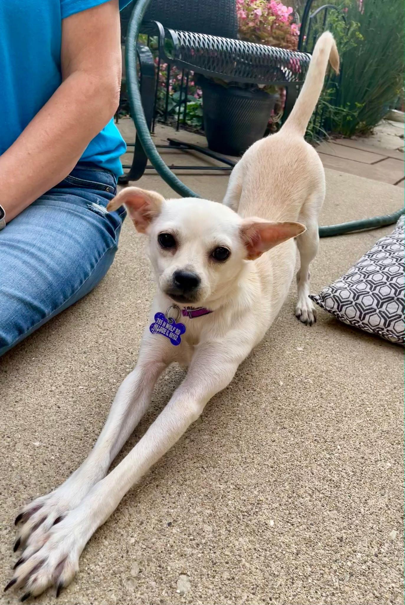 Enlarge Lilee, a Adoptable Chihuahua in Hillside, IL image 2/3