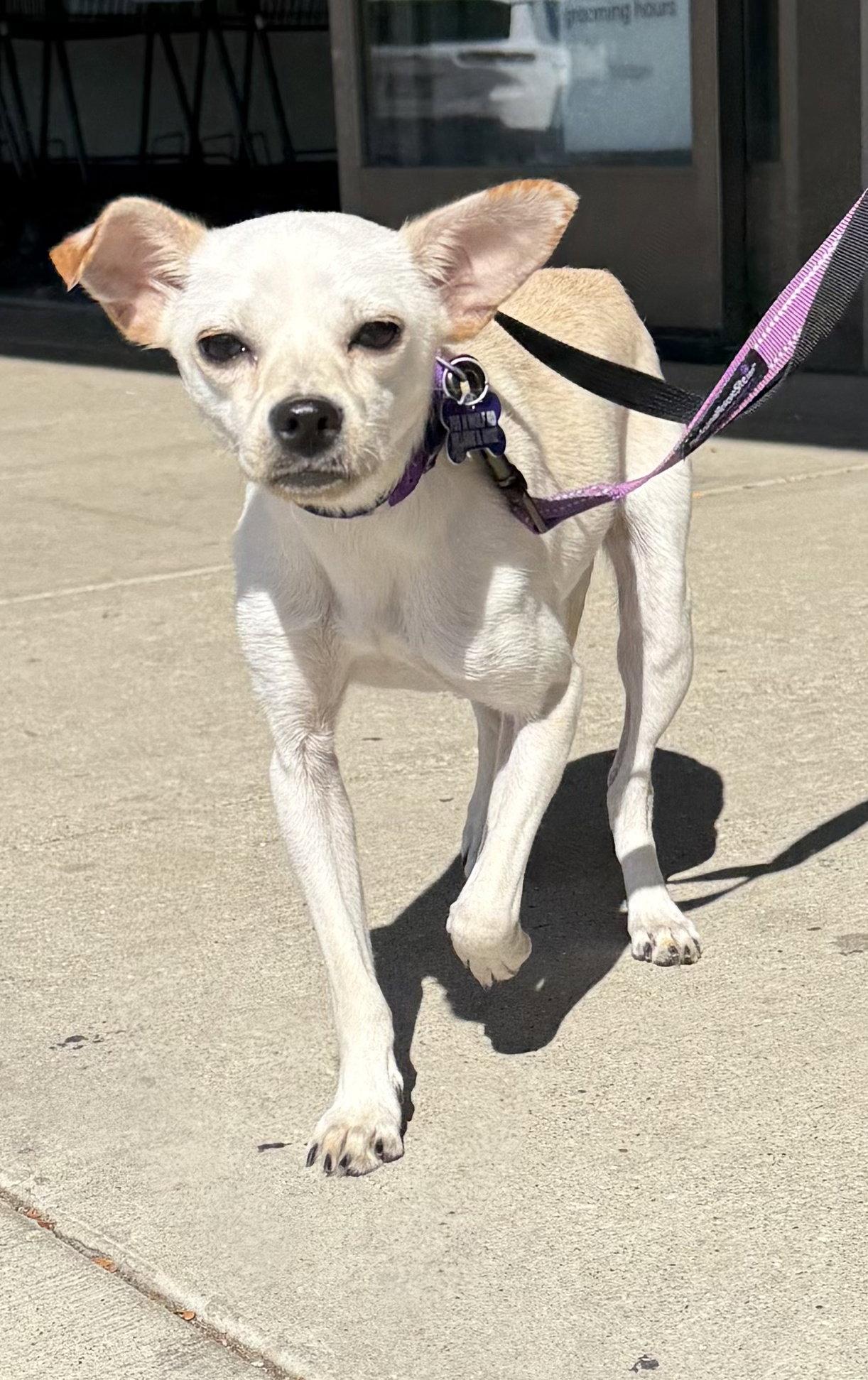 Enlarge Lilee, a Adoptable Chihuahua in Hillside, IL image 3/3