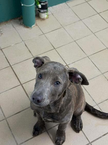 Bubbles, Adoptable, Puppy Female Mixed Breed & Mixed Breed.