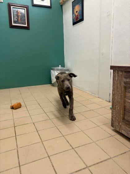 Enlarge Bubbles, a Adoptable mixed breed in Scottsbluff, NE image 2/3