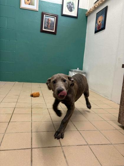 Enlarge Bubbles, a Adoptable mixed breed in Scottsbluff, NE image 3/3