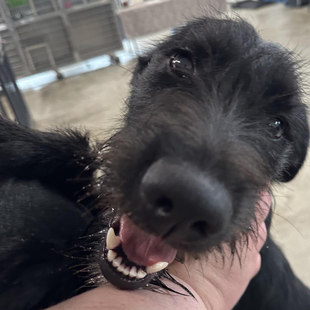 Adelaide, Adoptable, Young Female German Shorthaired Pointer & Labrador Retriever.