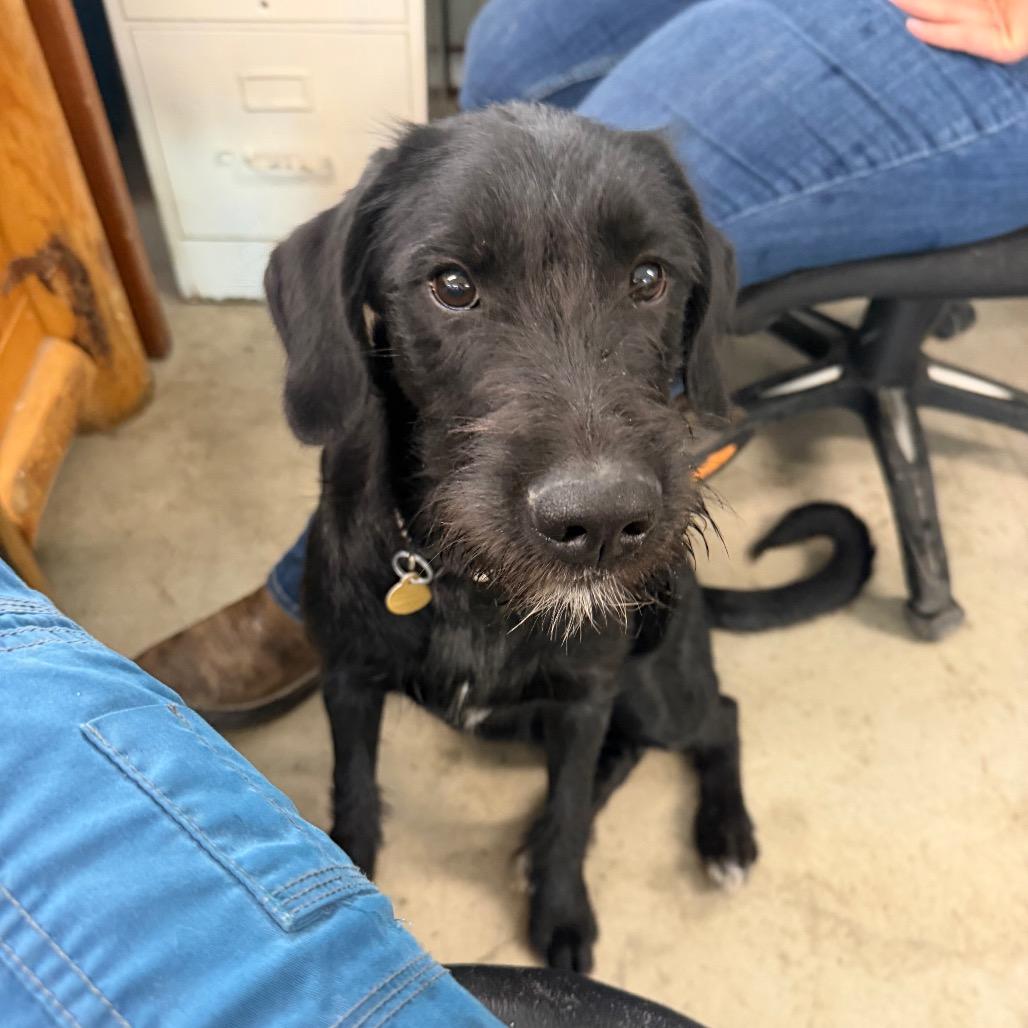 Enlarge Adelaide, a Adoptable mixed breed in Spanish Fork, UT image 2/4