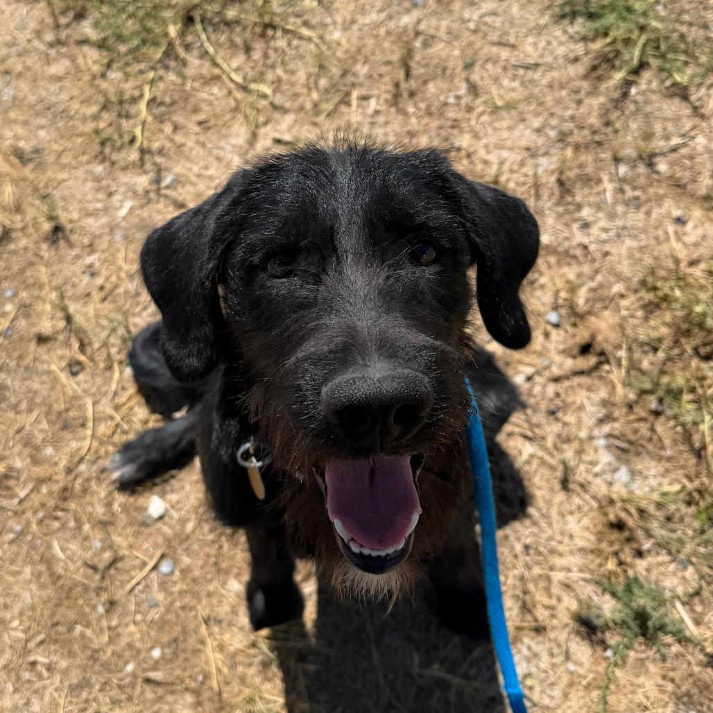 Enlarge Adelaide, a Adoptable mixed breed in Spanish Fork, UT image 3/4