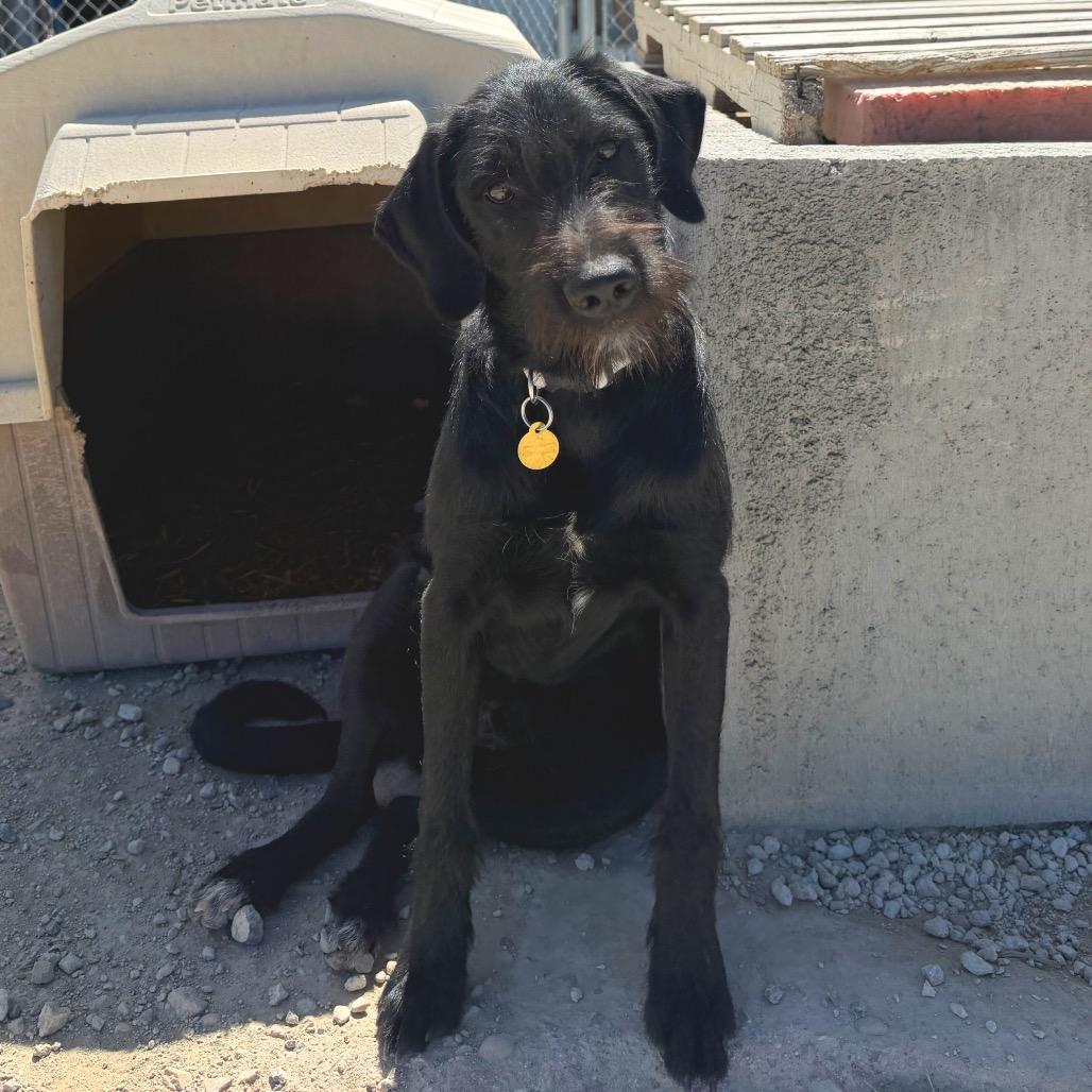 Enlarge Adelaide, a Adoptable mixed breed in Spanish Fork, UT image 4/4