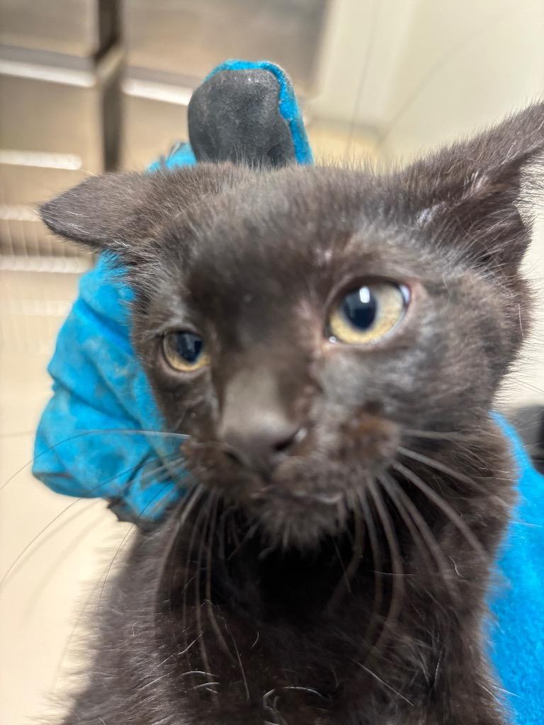 ELITA KITTY, Adoptable, Kitten Female Domestic Short Hair.