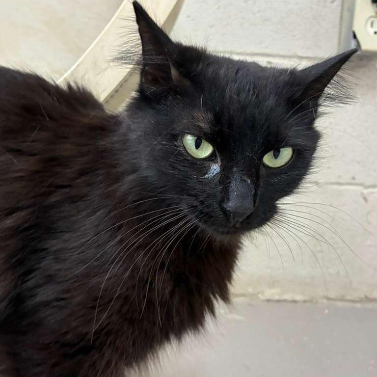 Frida, Adoptable, Young Female Domestic Long Hair.