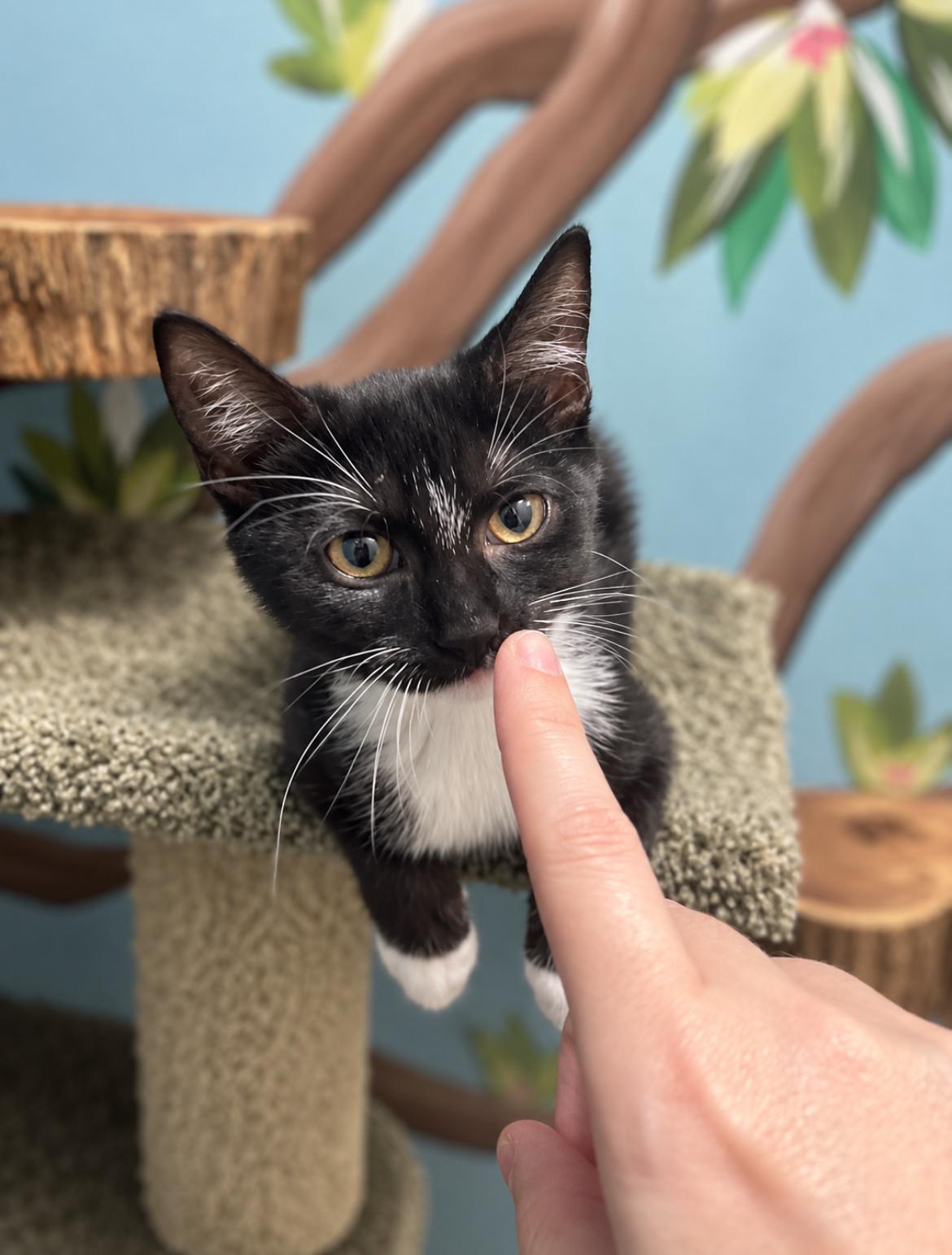 Enlarge Snickers, a Adopted Domestic Short Hair in Jacksonville, FL image 3/4