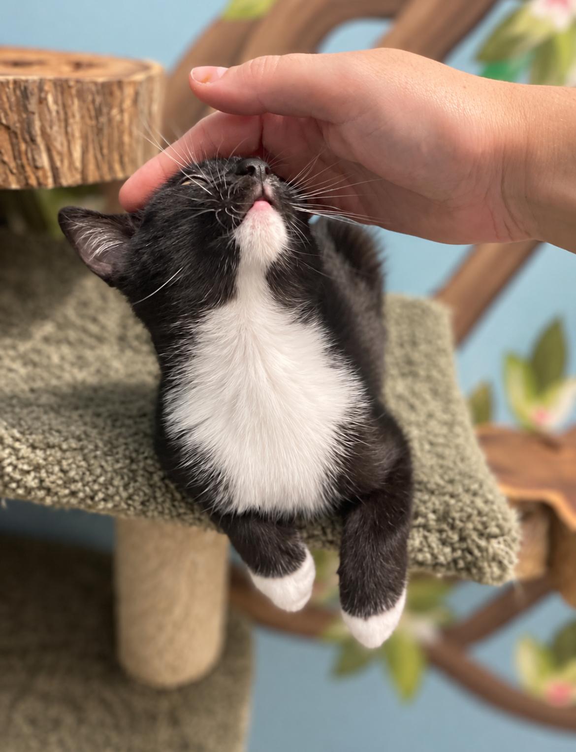 Enlarge Snickers, a Adopted Domestic Short Hair in Jacksonville, FL image 2/4