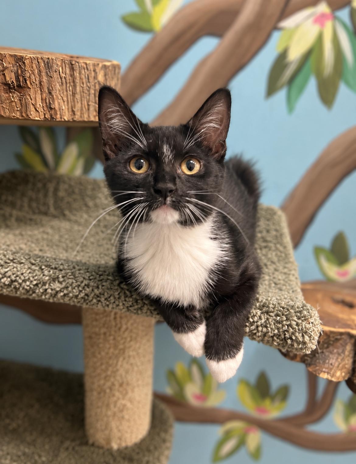 Snickers, Adopted, Kitten Male Domestic Short Hair.