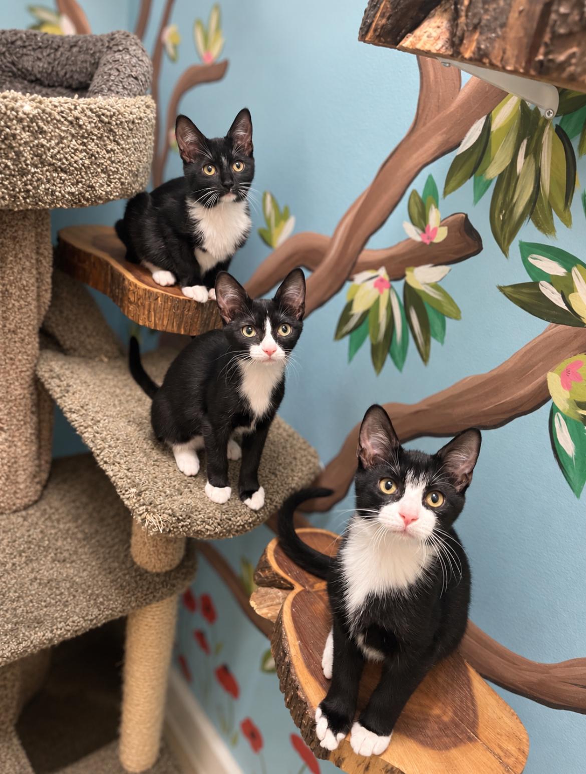 Enlarge Snickers, a Adopted Domestic Short Hair in Jacksonville, FL image 4/4