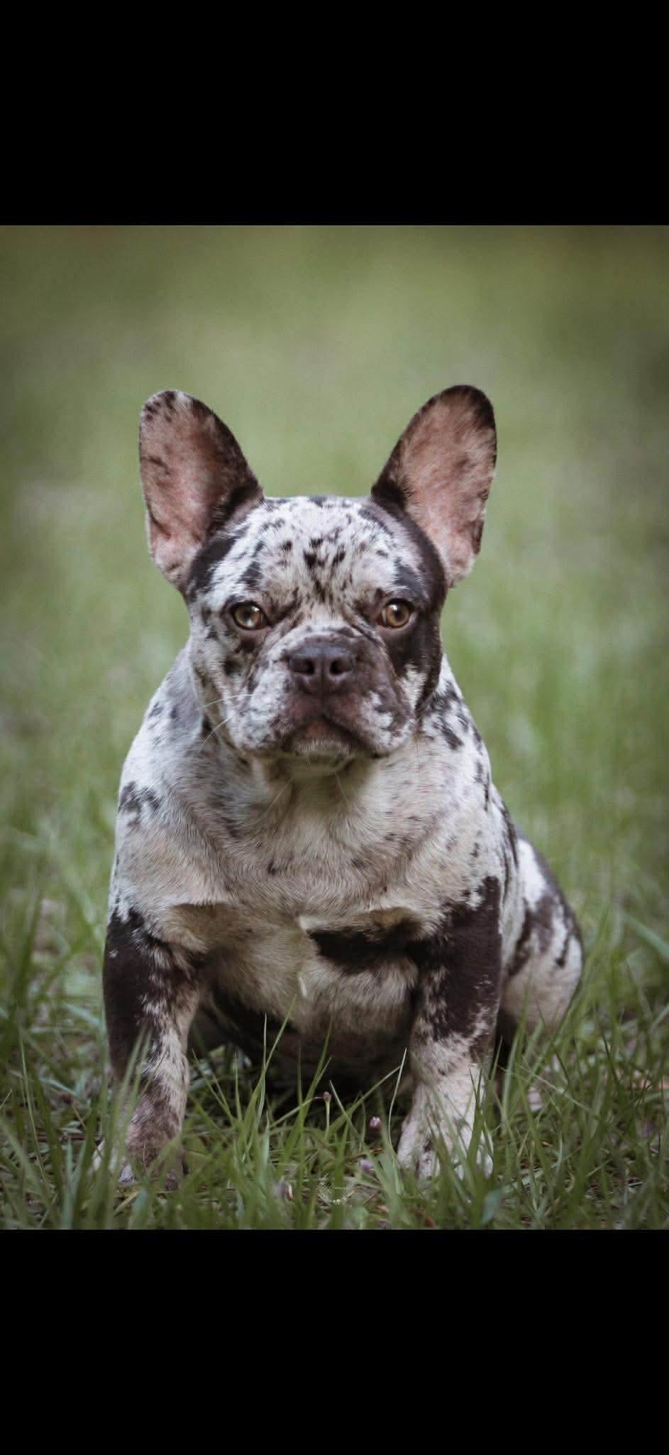 Enlarge Storm, an adopted French Bulldog in Lutz, FL image 1/2