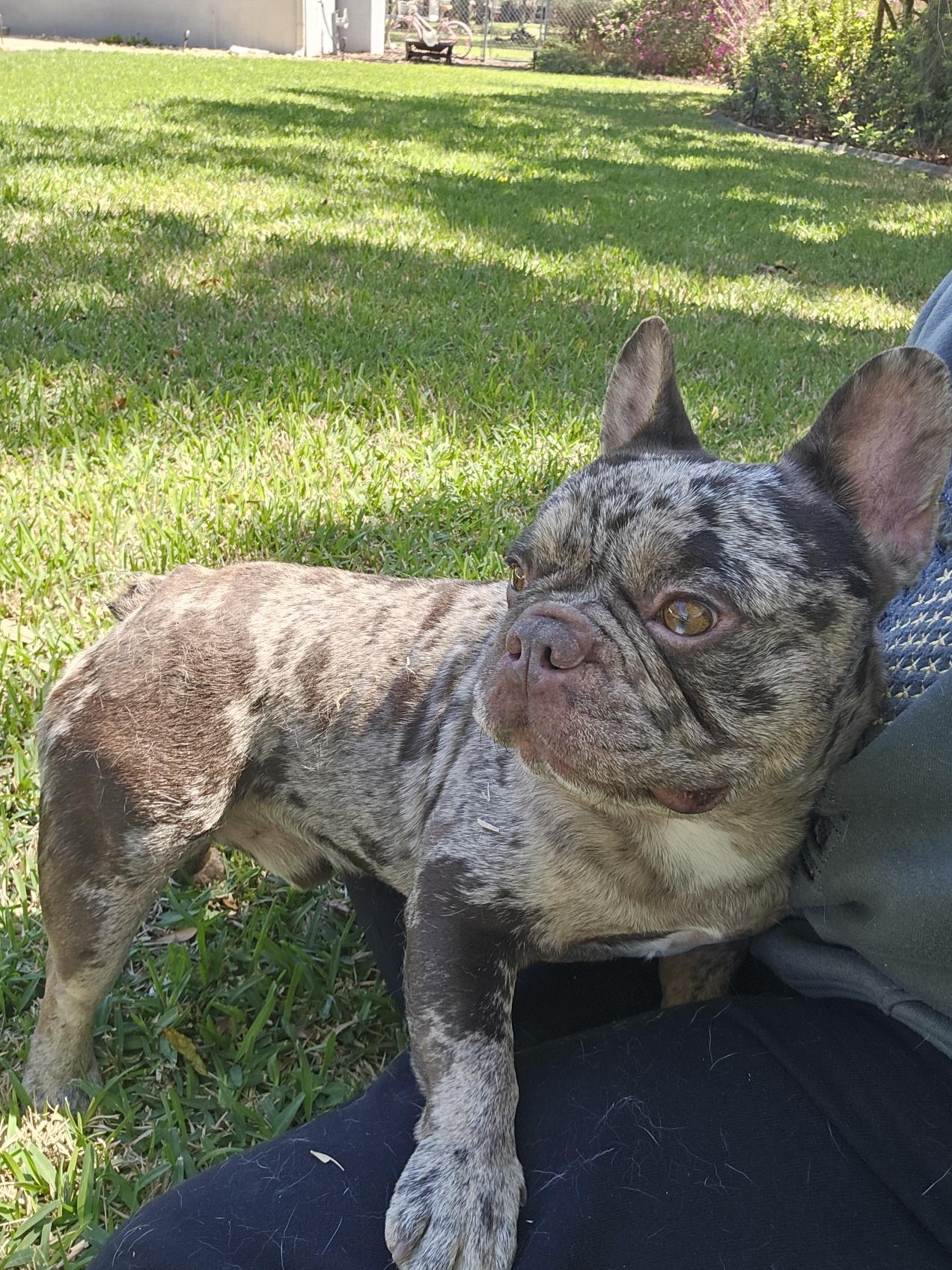 Enlarge Storm, an adopted French Bulldog in Lutz, FL image 2/2