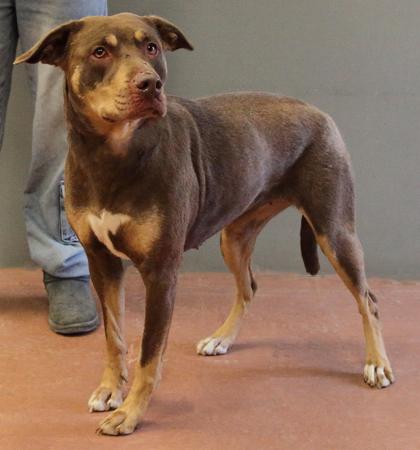 Enlarge Luna, a ADOPTABLE mixed breed in Rapid City, SD image 4/6