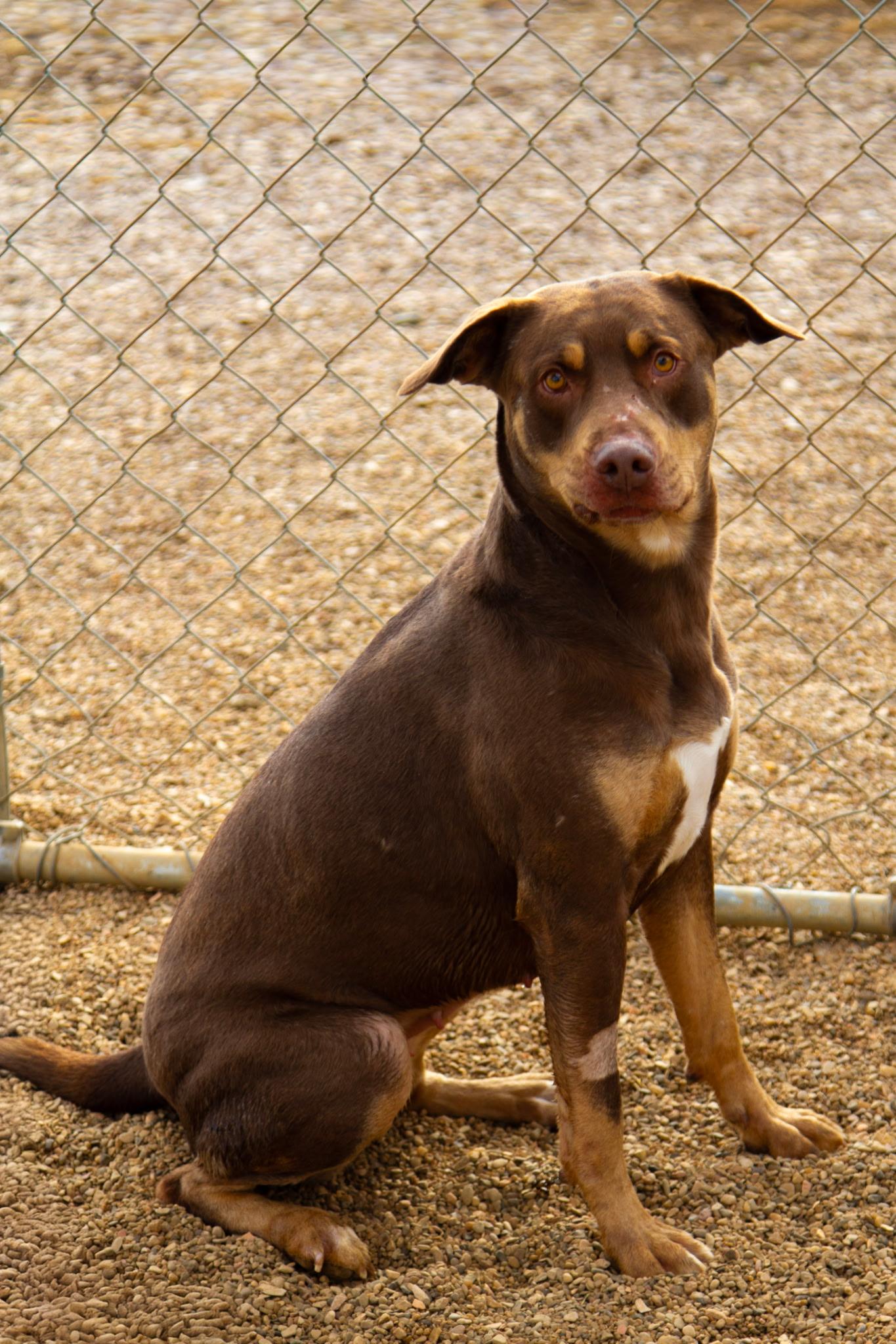 Enlarge Luna, a ADOPTABLE mixed breed in Rapid City, SD image 5/6