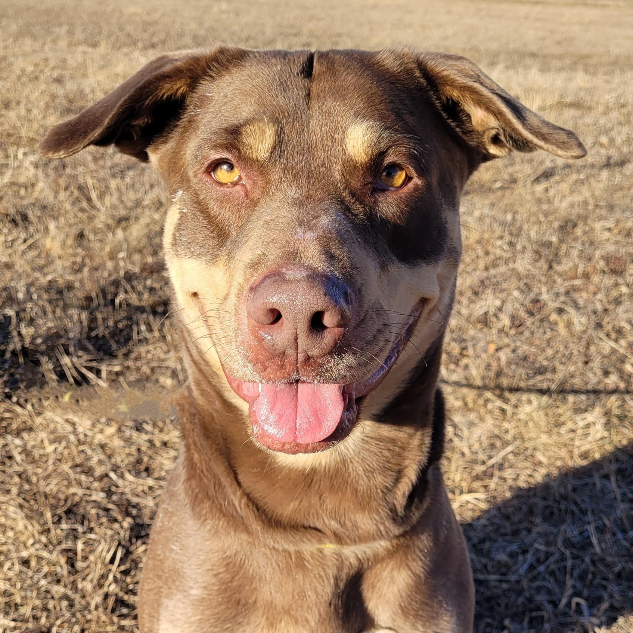 Enlarge Luna, a ADOPTABLE mixed breed in Rapid City, SD image 1/6