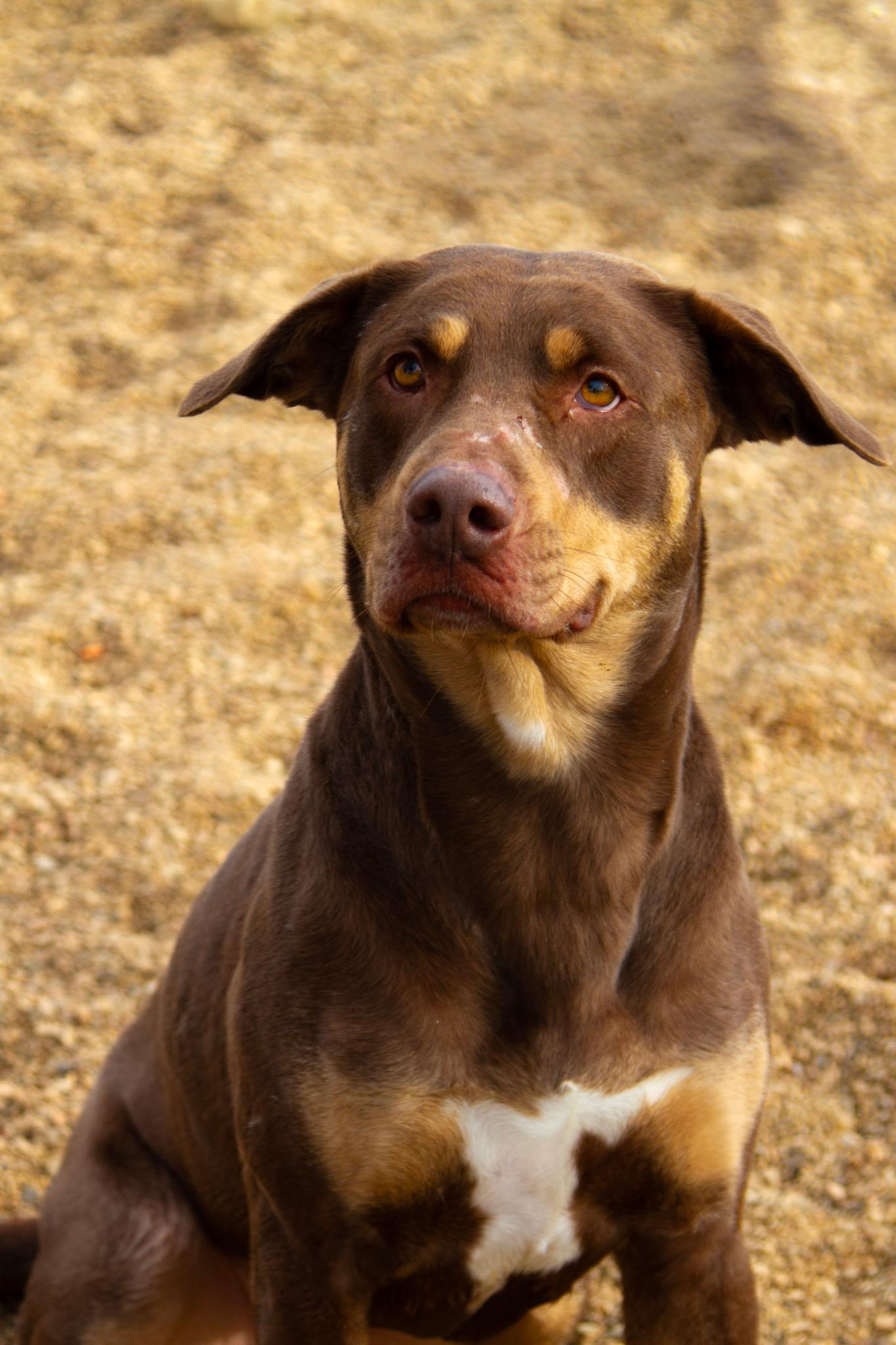 Enlarge Luna, a ADOPTABLE mixed breed in Rapid City, SD image 6/6