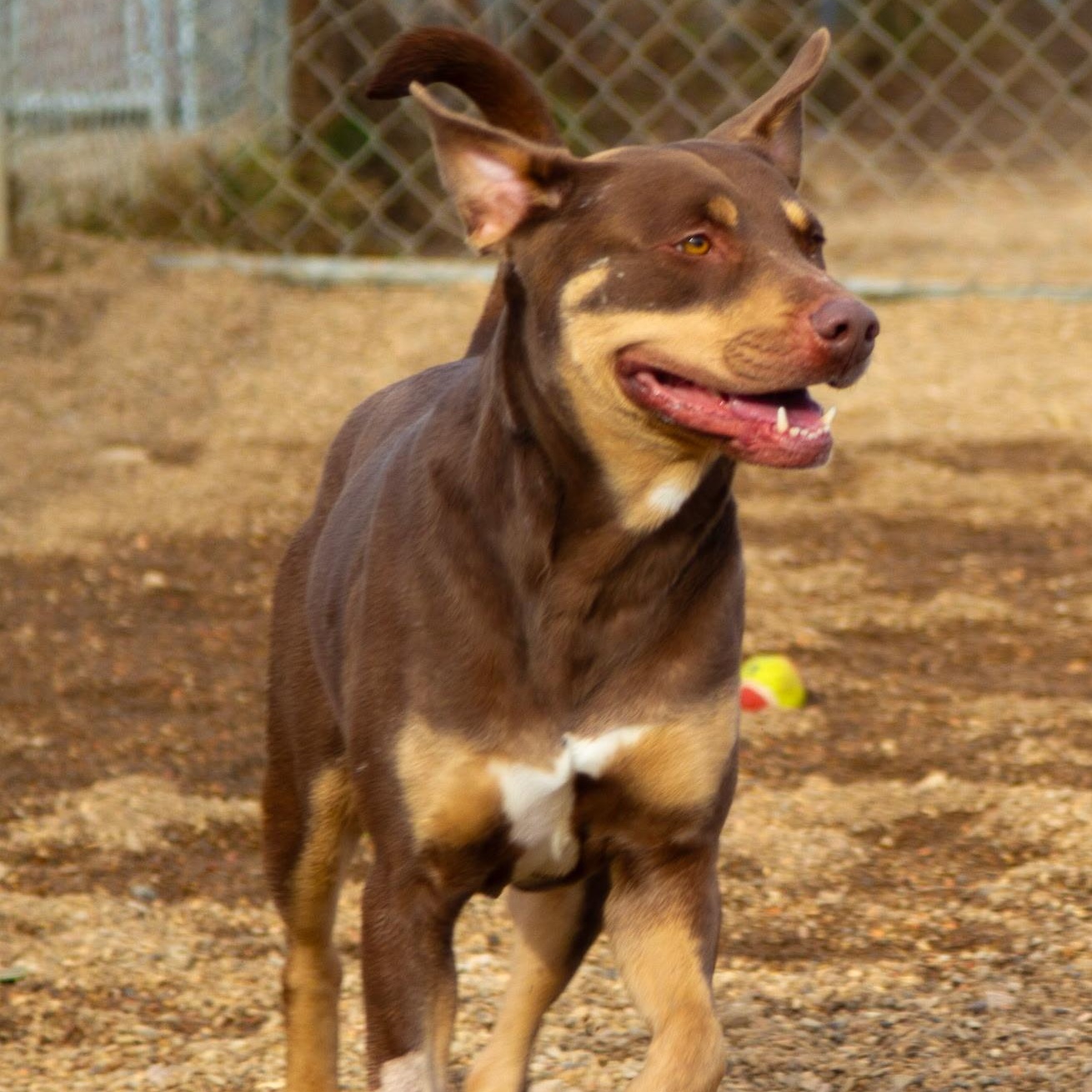 Enlarge Luna, a ADOPTABLE mixed breed in Rapid City, SD image 2/6