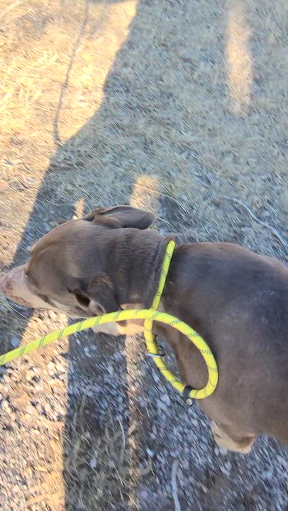 Enlarge Luna, a ADOPTABLE mixed breed in Rapid City, SD video 3/6