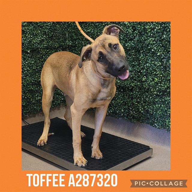 Enlarge TOFFEE, a Adoptable Mixed Breed in Macon, GA image 1/1