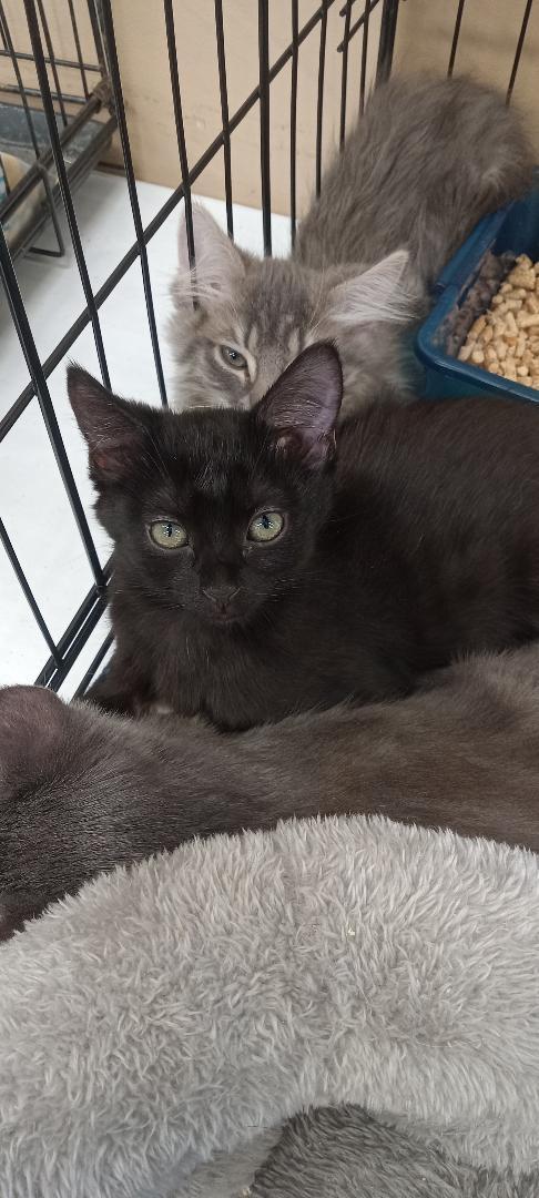 Sammy, Adoptable, Kitten Male Domestic Short Hair.