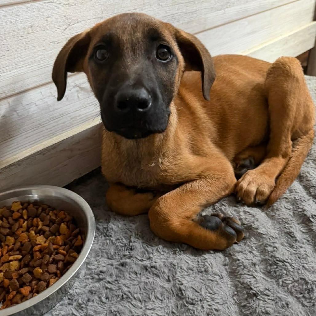 Clyde, Adoptable, Young Male Hound & Labrador Retriever.
