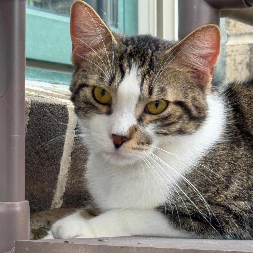 Enlarge Gus, a Adoptable American Bobtail in Easton, PA image 1/6