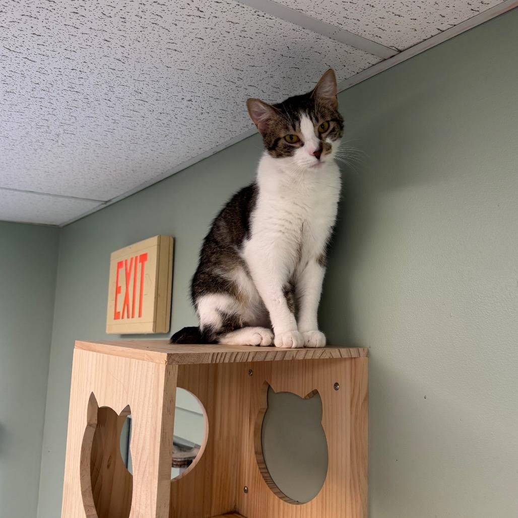 Enlarge Gus, a Adoptable American Bobtail in Easton, PA image 3/6