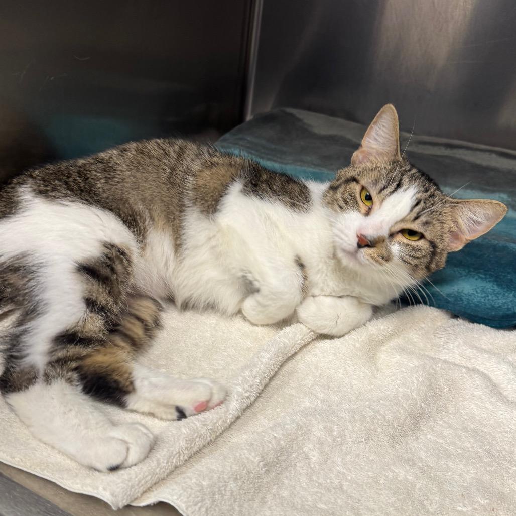 Enlarge Gus, a Adoptable American Bobtail in Easton, PA image 4/6