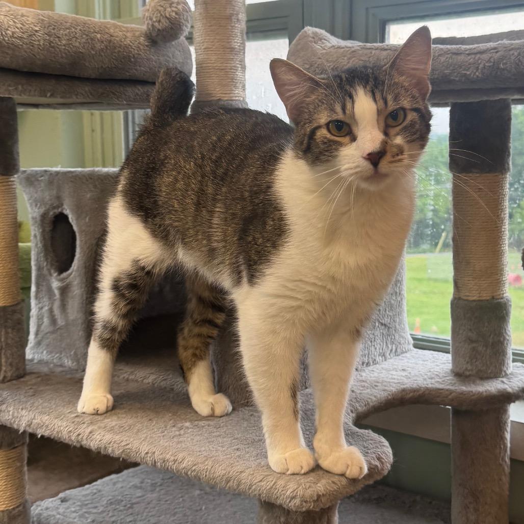 Enlarge Gus, a Adoptable American Bobtail in Easton, PA image 5/6
